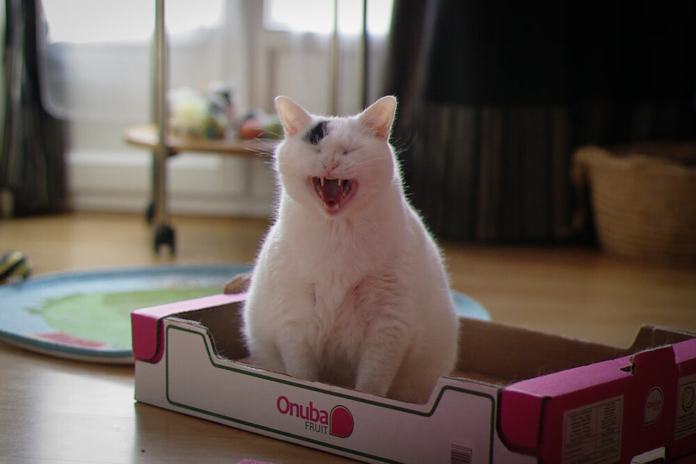 太阳力克广厦队，戈贝尔用实力撕掉高薪低能标签