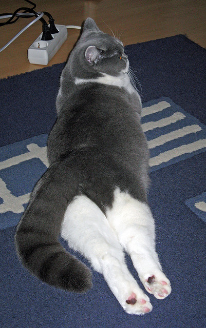 摩纳哥的战术手术刀，迪马利亚如何以一己之力在欧冠之夜肢解沙特防线